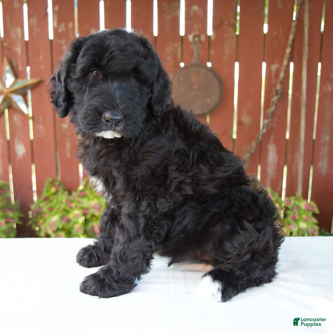 Giant Schnoodle dogs for sale: Matthias - Ad 2