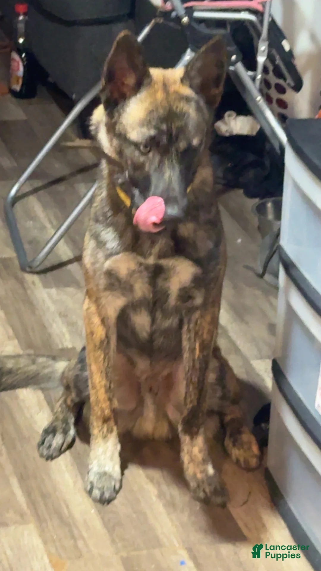 Mixed Breed dogs for sale: Zeus - Ad 2