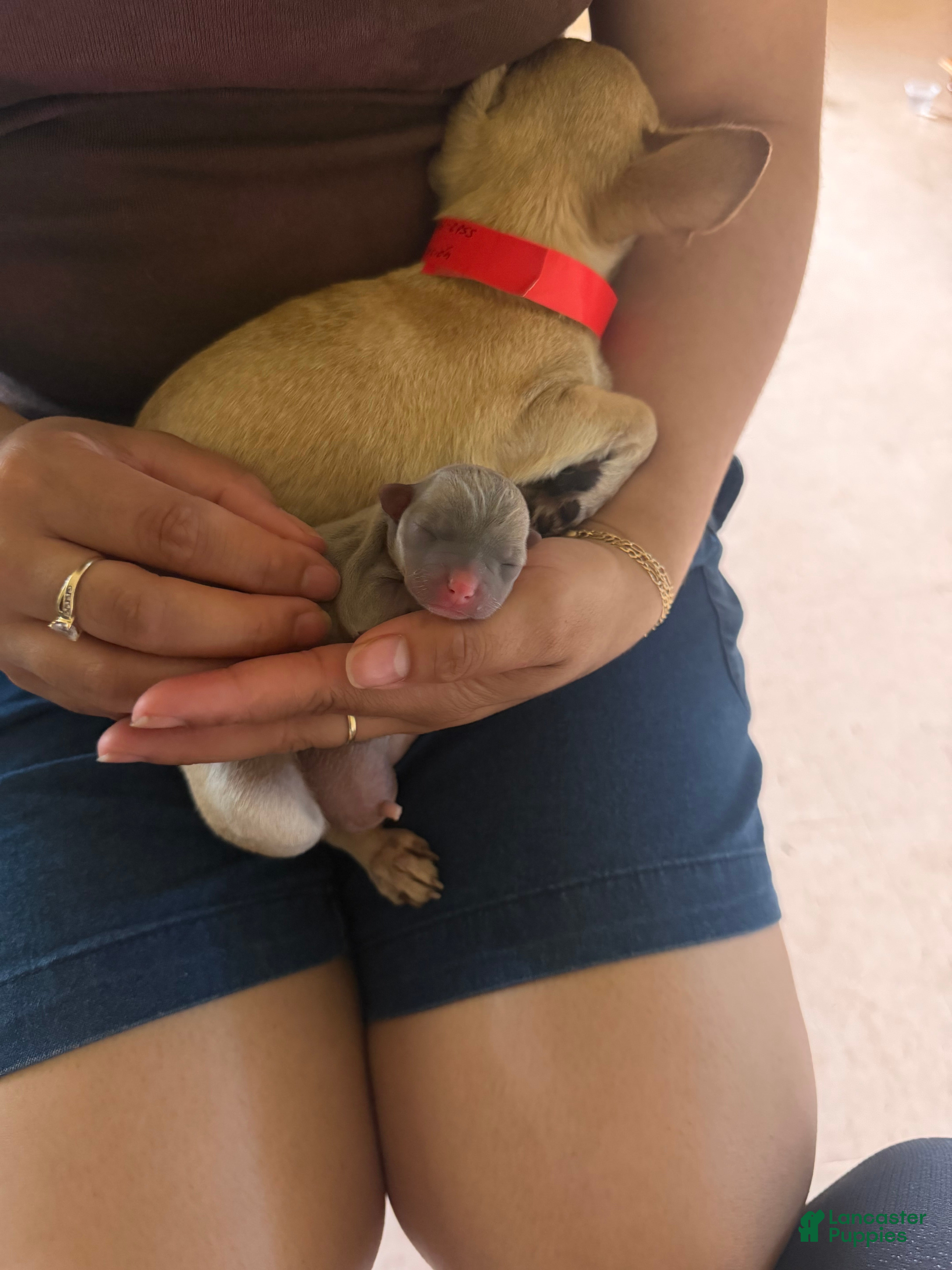 Chihuahua dogs Chihuahua Puppy 1 - Ad 38