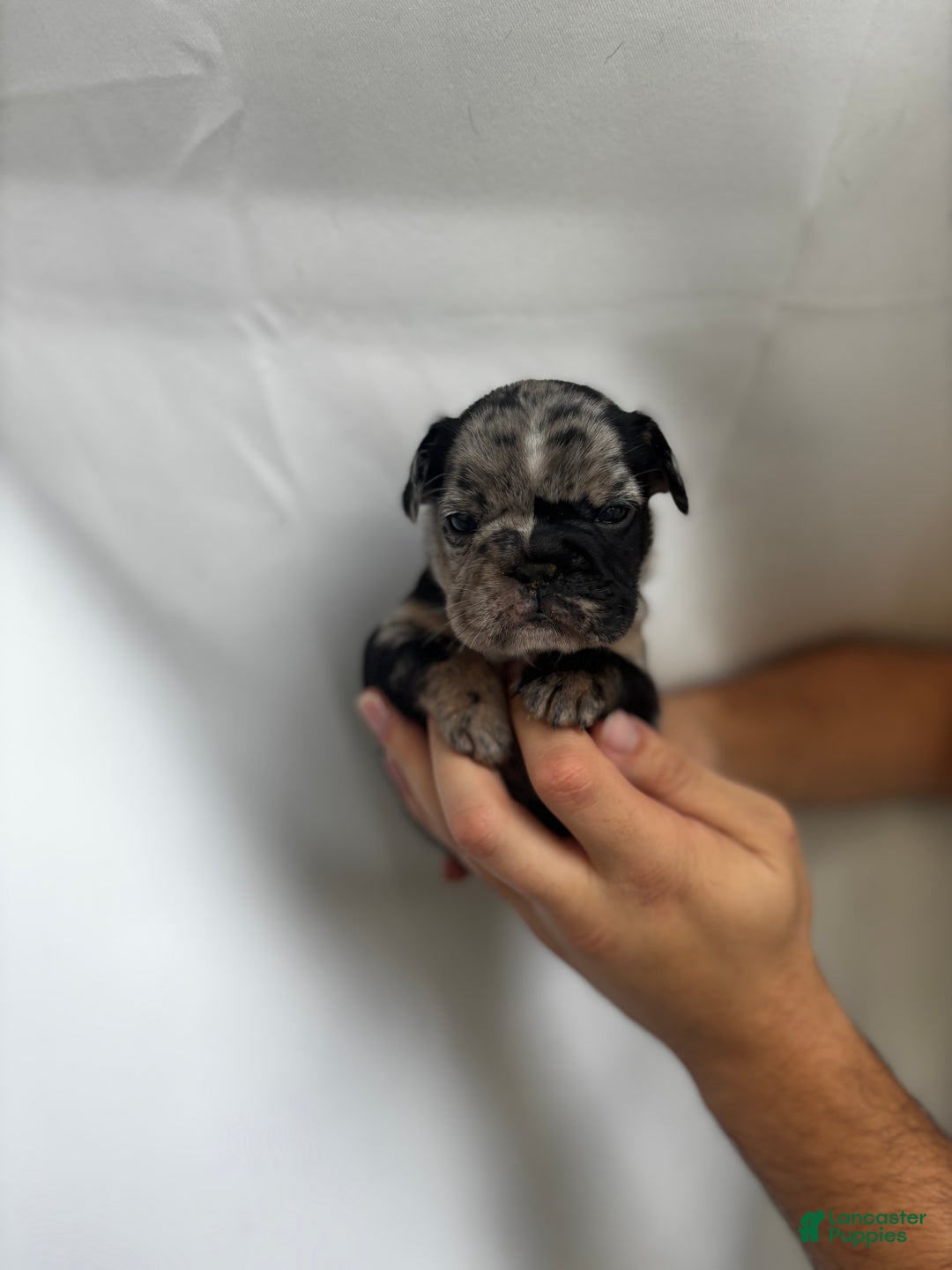 French Bulldog dogs for sale: Sunny - Ad 2