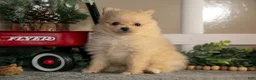 Pomeranian dogs for sale: Zeke - Ad 2
