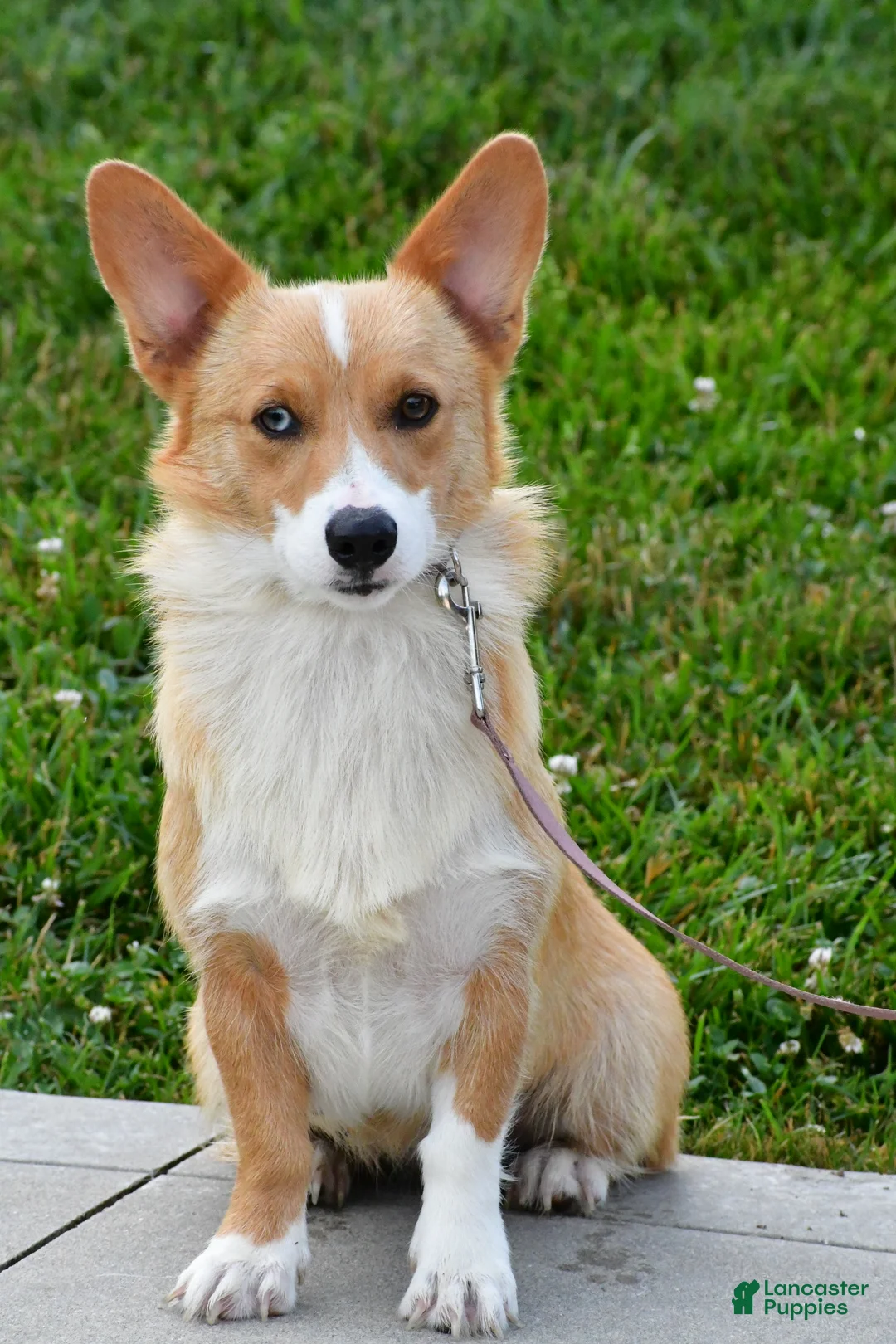 Welsh Corgi Pembroke dogs for sale: Bell - Ad 9