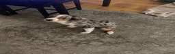 Mixed Breed dogs for sale: Neno - Ad 2