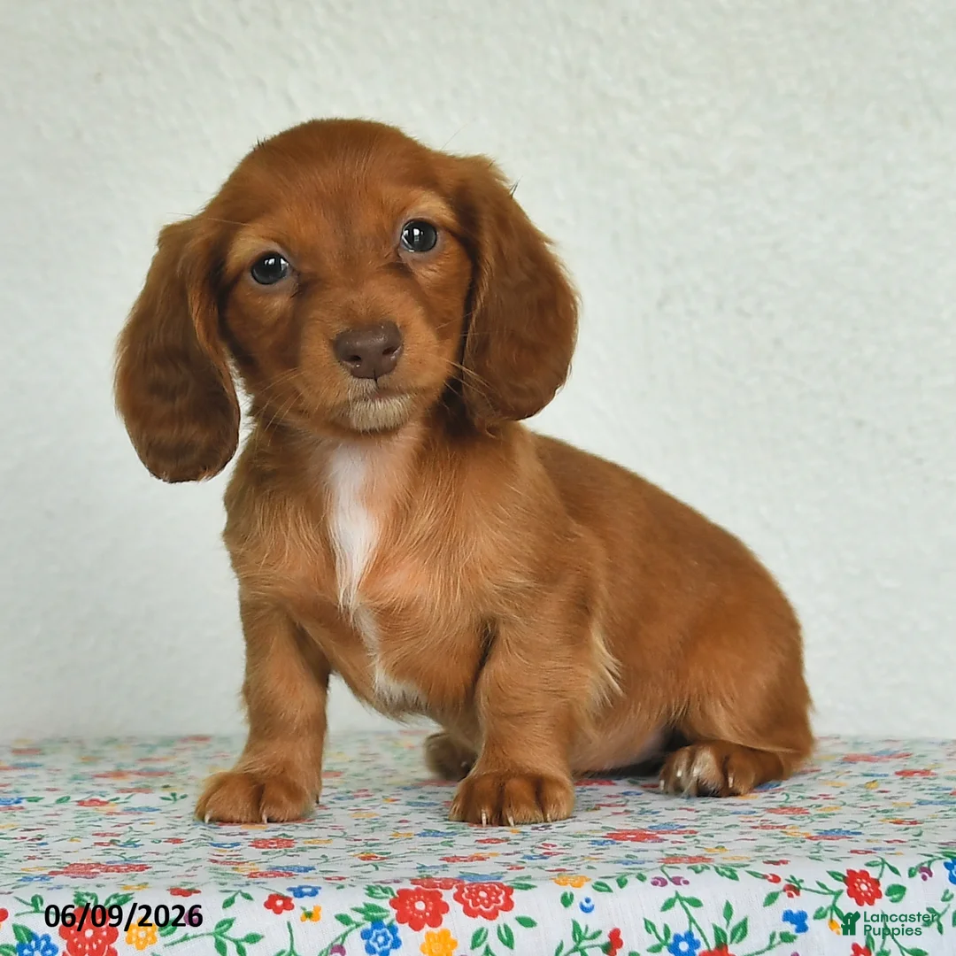 Miniature Dachshund dogs for sale: Keshia - Ad 2