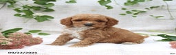 Cockapoo dogs for sale: Cindy - Ad 14
