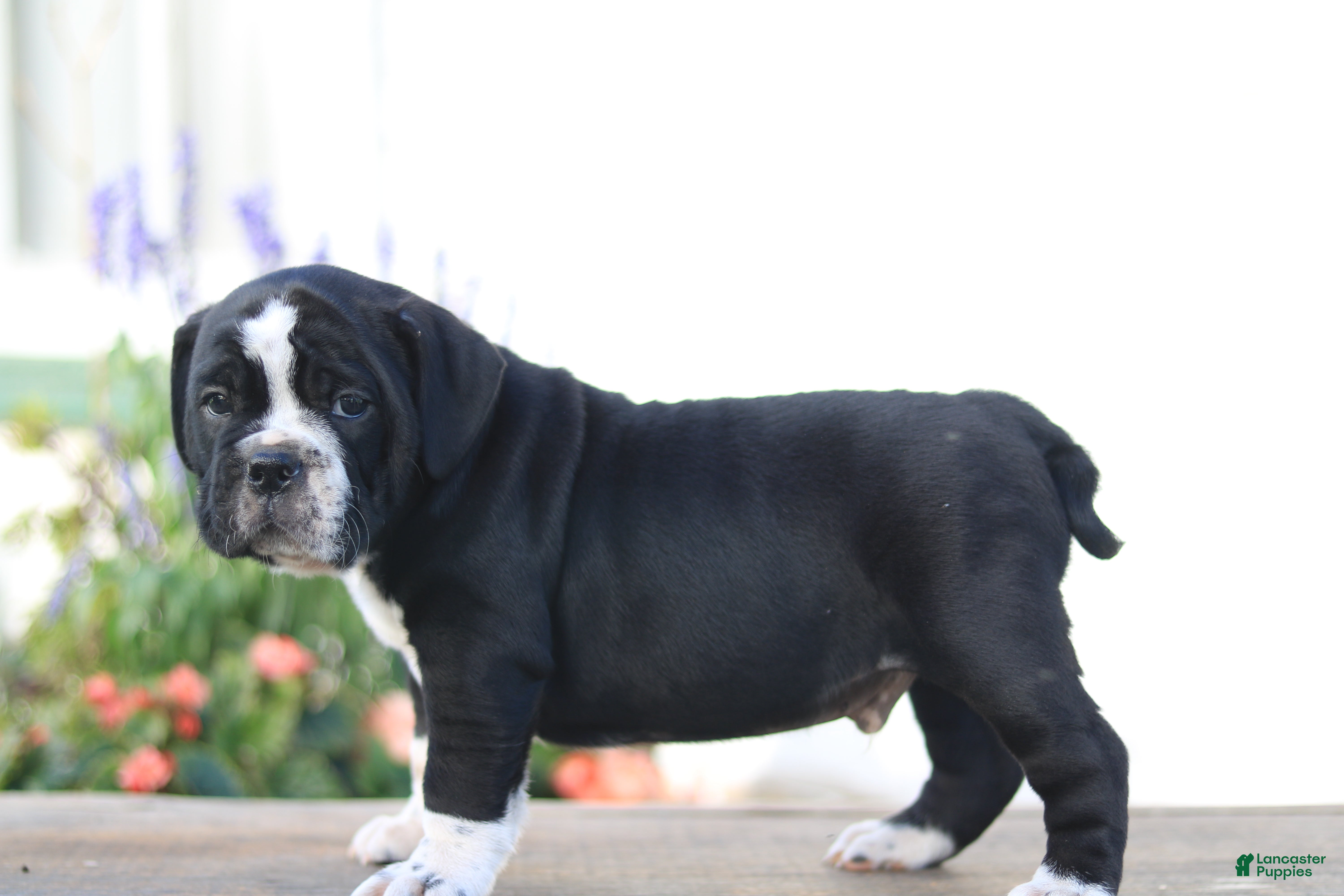 Beabull dogs Kookie - Ad 34