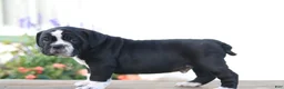 Beabull dogs for sale: Kookie - Ad 1