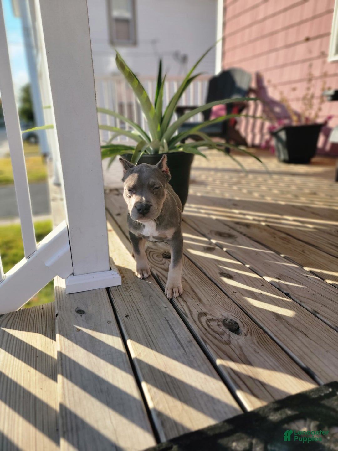 American Bully dogs for sale: American Bully Puppy 2 - Ad 7