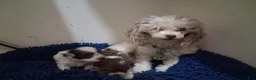 Yorkiepoo dogs for sale: Tammy - Ad 4