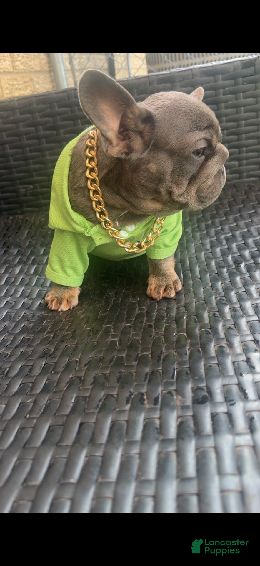 French Bulldog dogs French Bulldog 2 - Ad 2