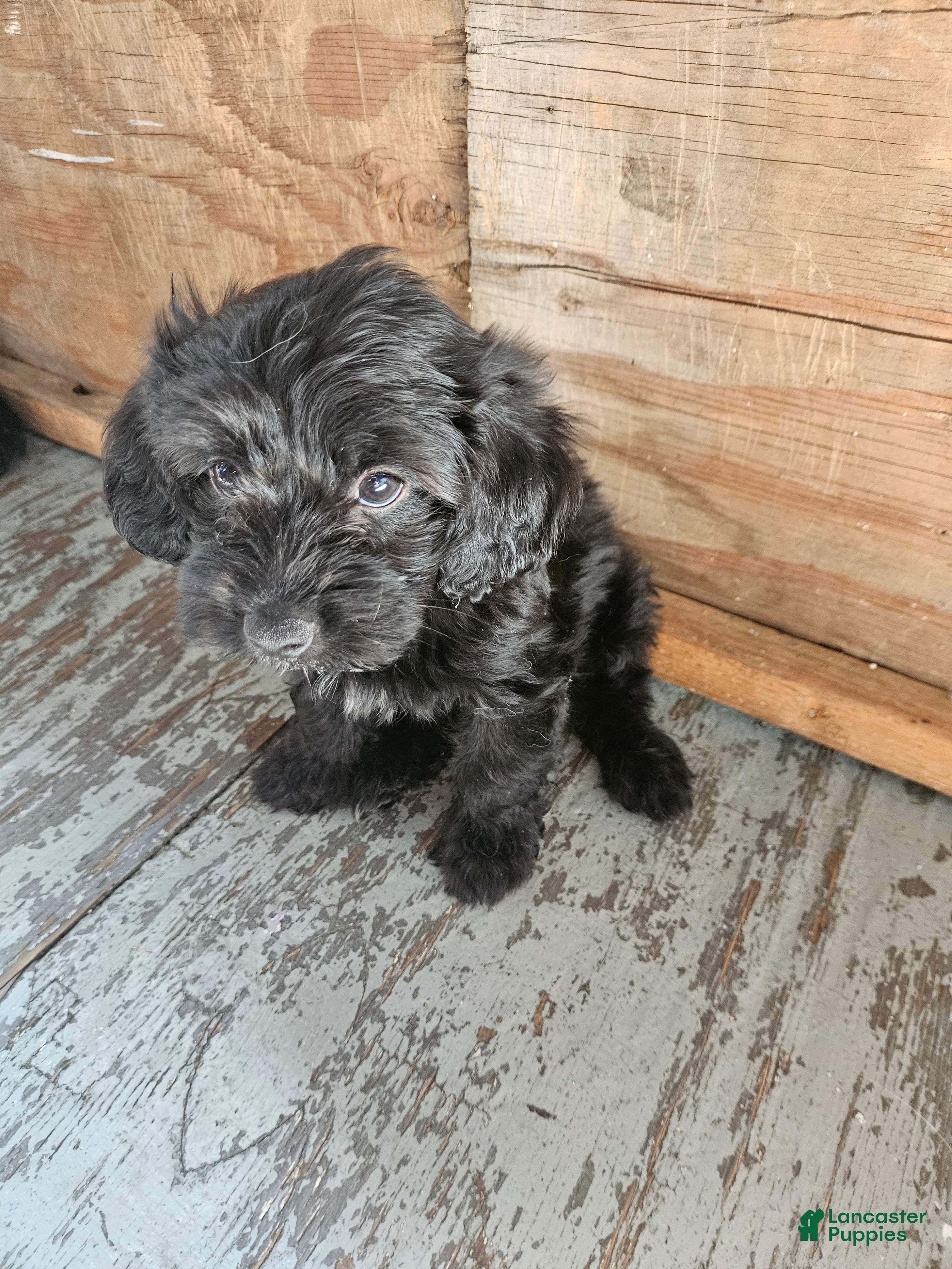 Havanese dogs Havanese 3 - Ad 2