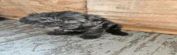 Havanese dogs for sale: Havanese 3 - Ad 2