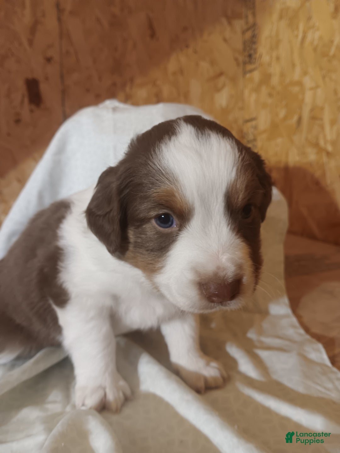 Australian Shepherd dogs for sale: Brownie - Ad 5