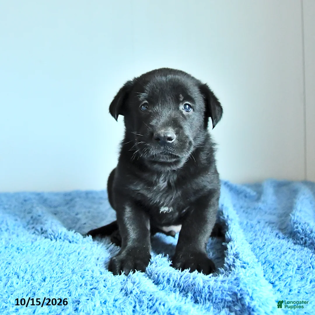 Belgian Malinois dogs for sale: Apollo - Ad 1
