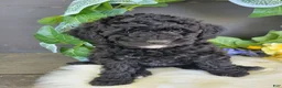 Bichpoo dogs for sale: Miss Ellen - Ad 3