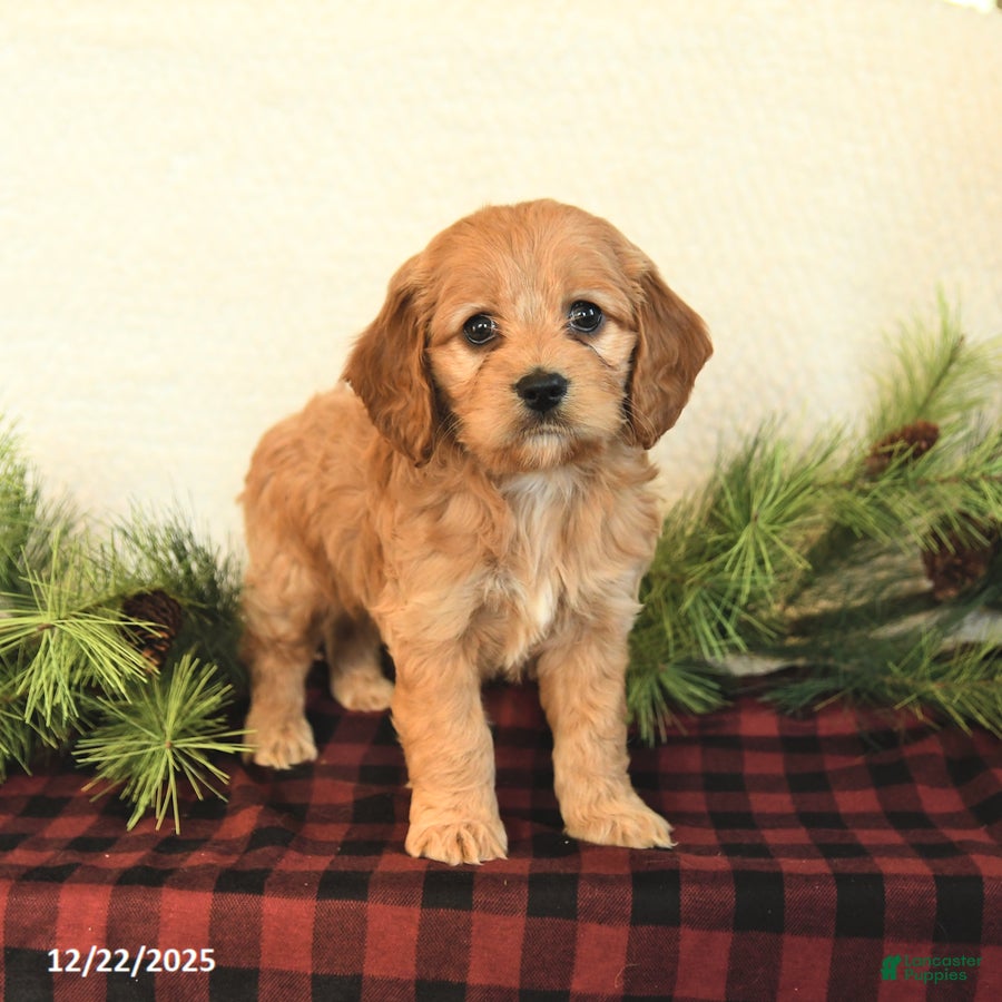 Cockapoo dogs Koda - Ad 12