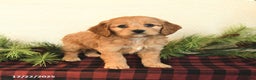 Cockapoo dogs for sale: Koda - Ad 1