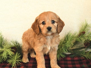 Cockapoo dogs Koda - Ad 7