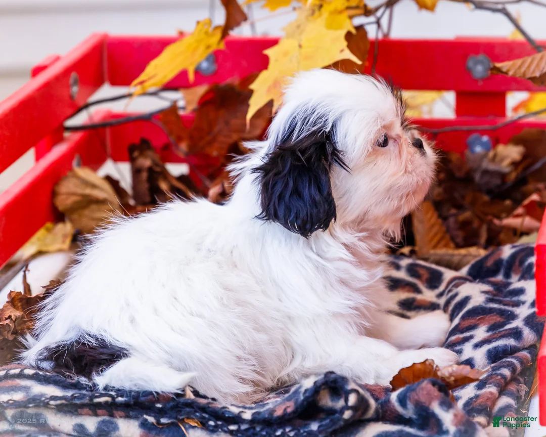 Shih Tzu dogs for sale: Lanceton - Ad 22