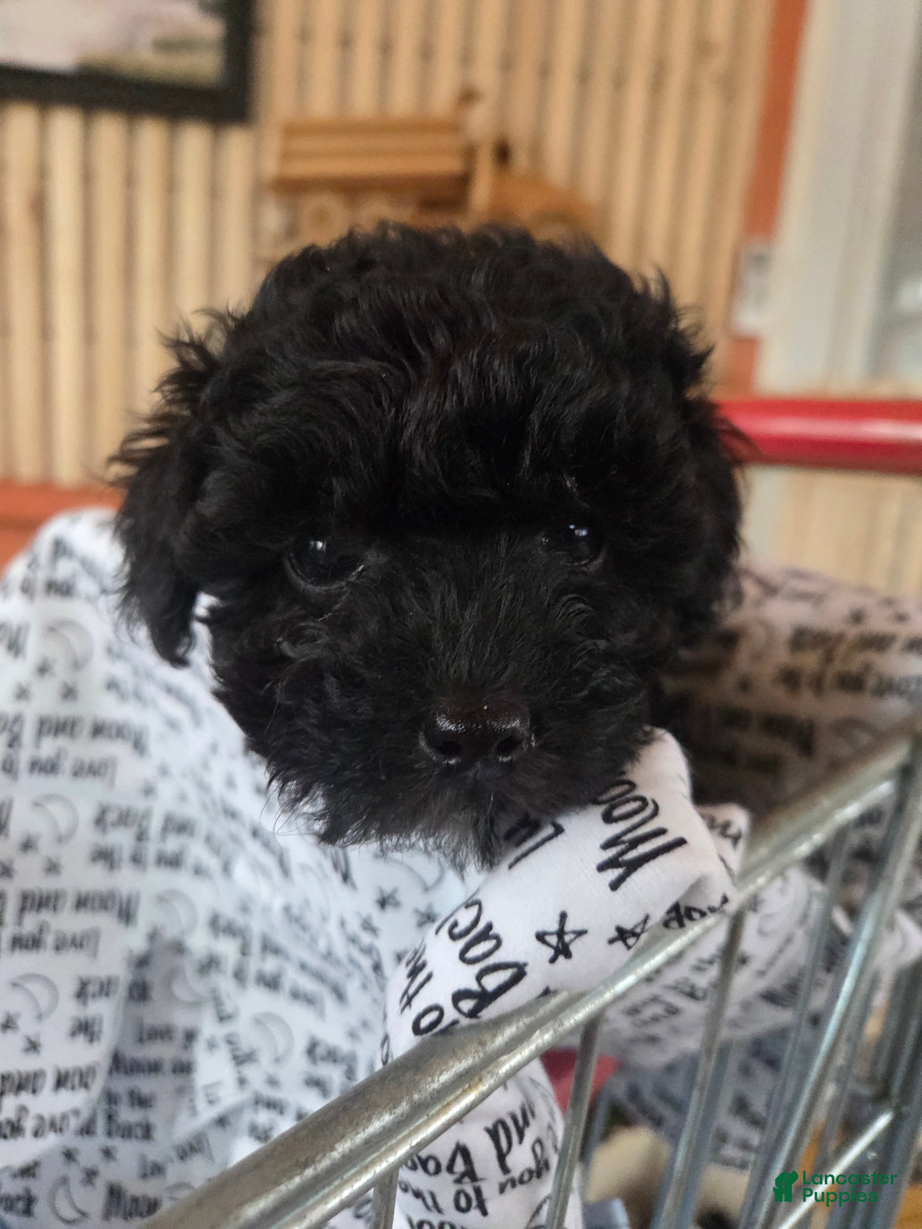 Toy Poodle dogs Toy Poodle Puppy 2 - Ad 3