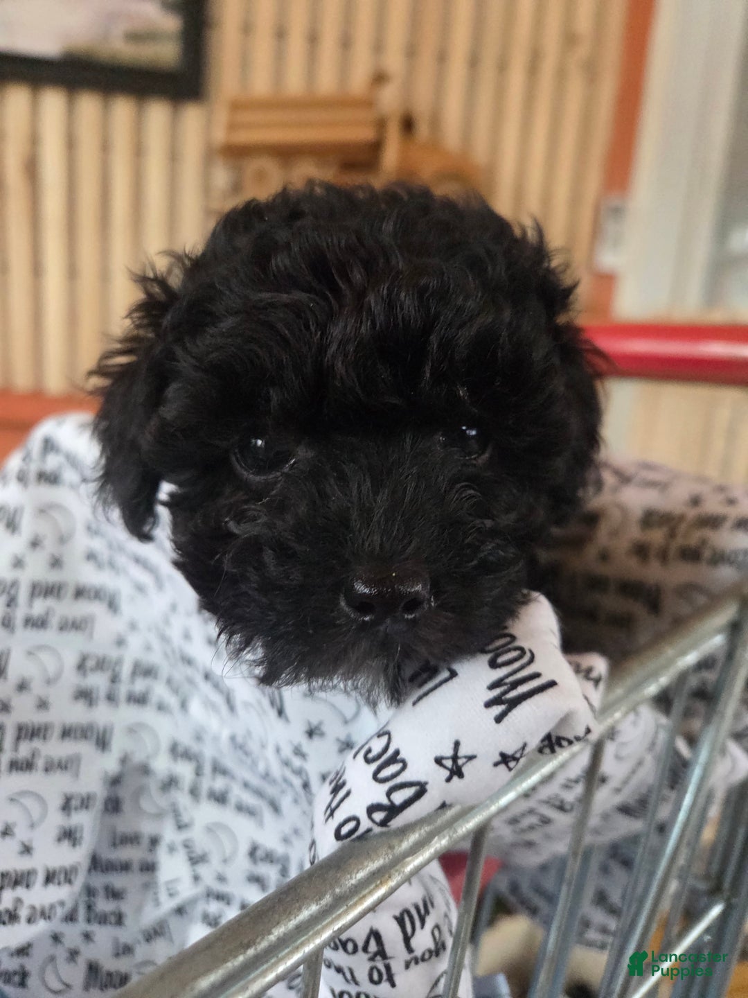 Toy Poodle dogs for sale: Toy Poodle Puppy 2 - Ad 1