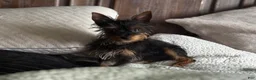 Yorkshire Terrier dogs for sale: Yorkshire Terrier 1 - Ad 9