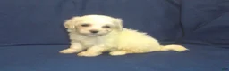 Maltipoo dogs for sale: Peggy Sue - Ad 5