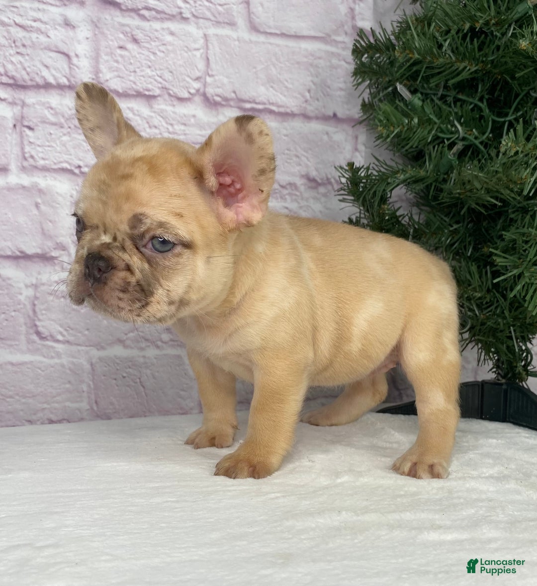 French Bulldog dogs for sale: April - Ad 6