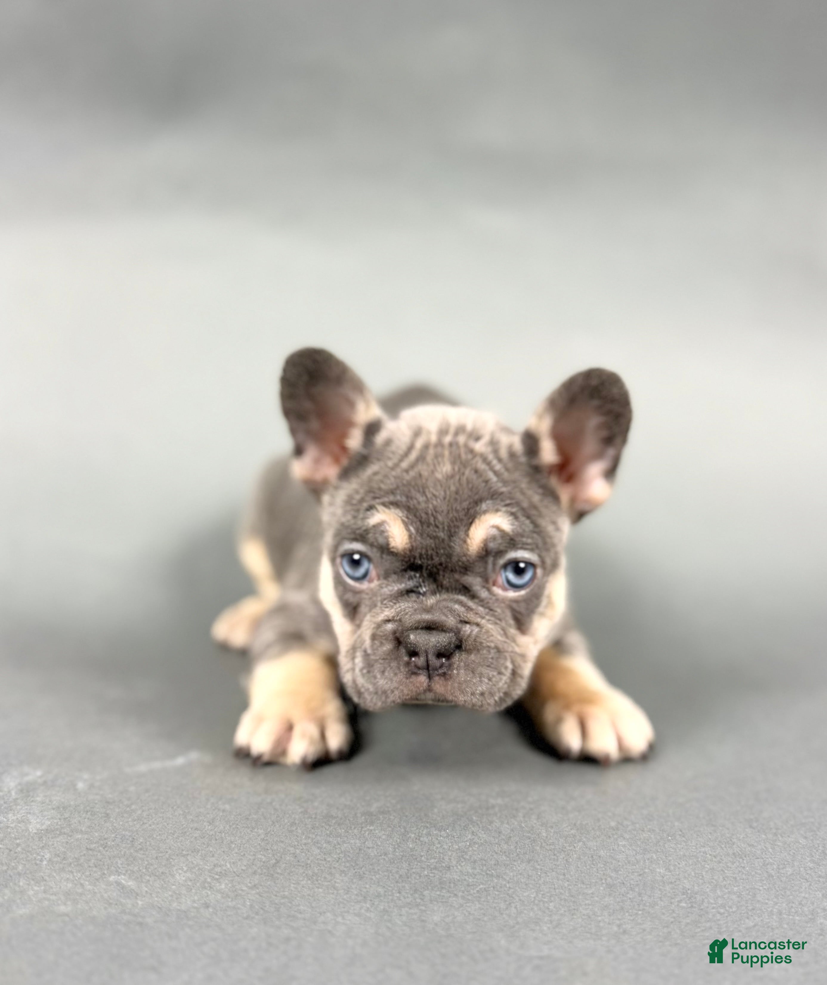 French Bulldog dogs Donut - Ad 2