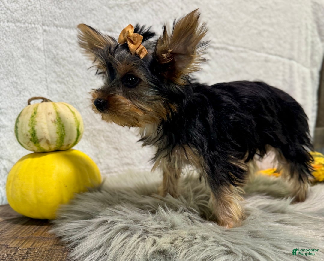 Yorkshire Terrier dogs for sale: Shania - Ad 8