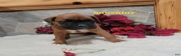 Boxer dogs for sale: Sunshine - Ad 4