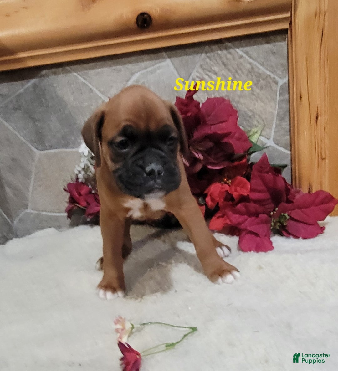Boxer dogs for sale: Sunshine - Ad 4