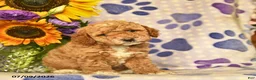 Cockapoo dogs for sale: Abigail  - Ad 3