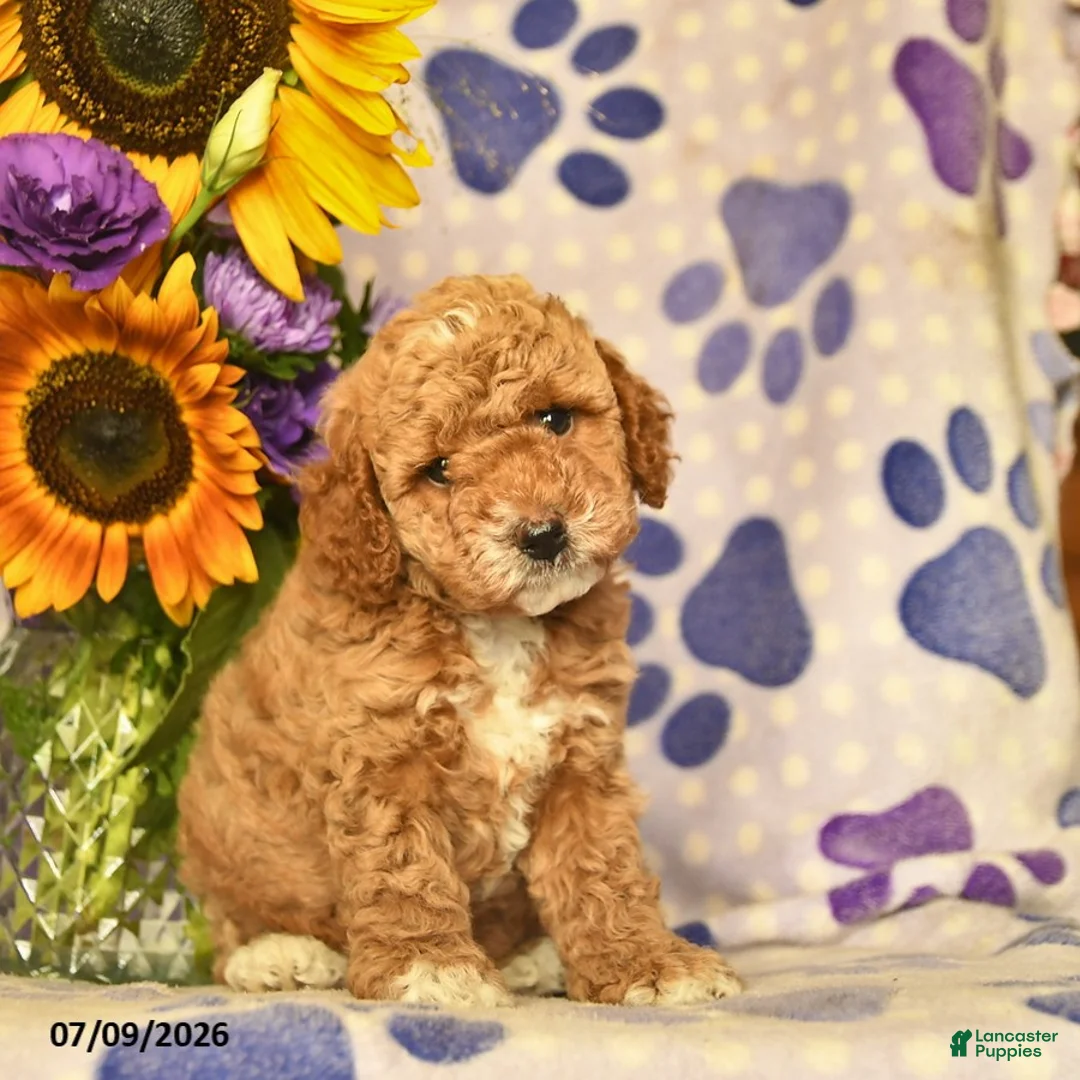 Cockapoo dogs for sale: Abigail  - Ad 3