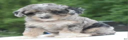 Toy Poodle dogs for sale: Dixie  - Ad 6
