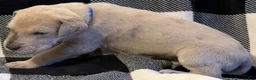 Great Dane dogs for sale: Blue - Ad 2