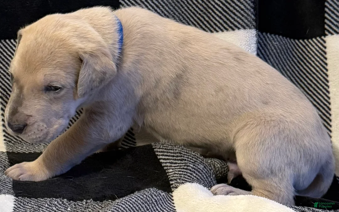 Great Dane dogs for sale: Blue - Ad 2