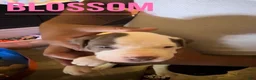 American Pit Bull Terrier dogs for sale: American Pit Bull Terrier 7 - Ad 2