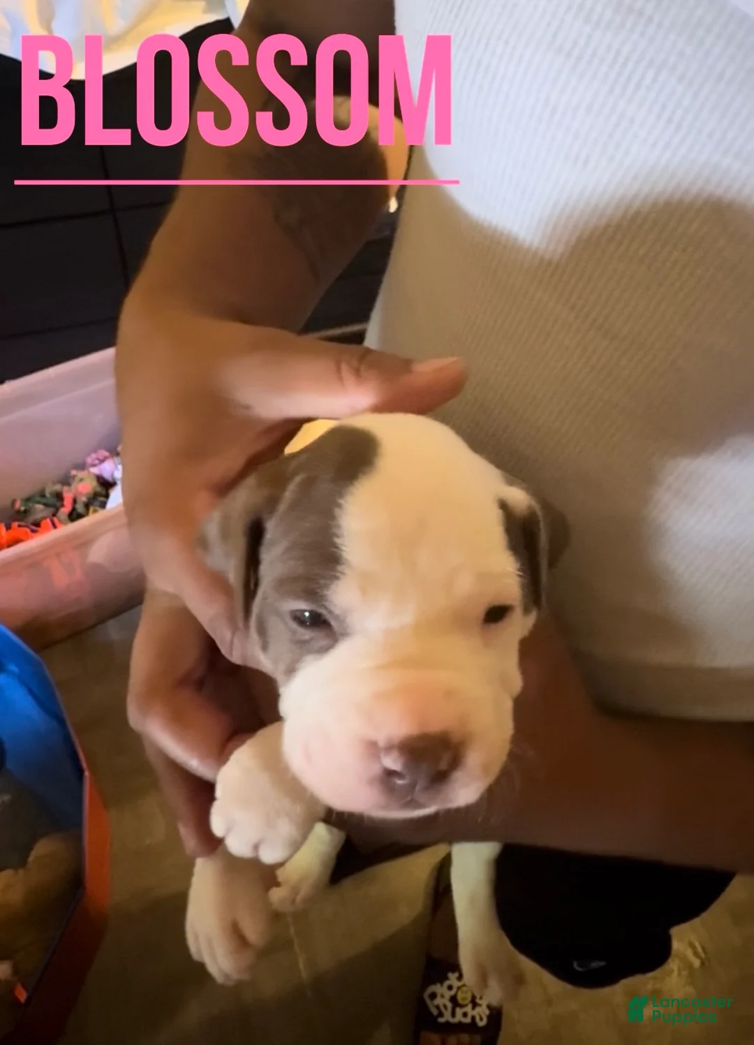 American Pit Bull Terrier dogs for sale: American Pit Bull Terrier 7 - Ad 2
