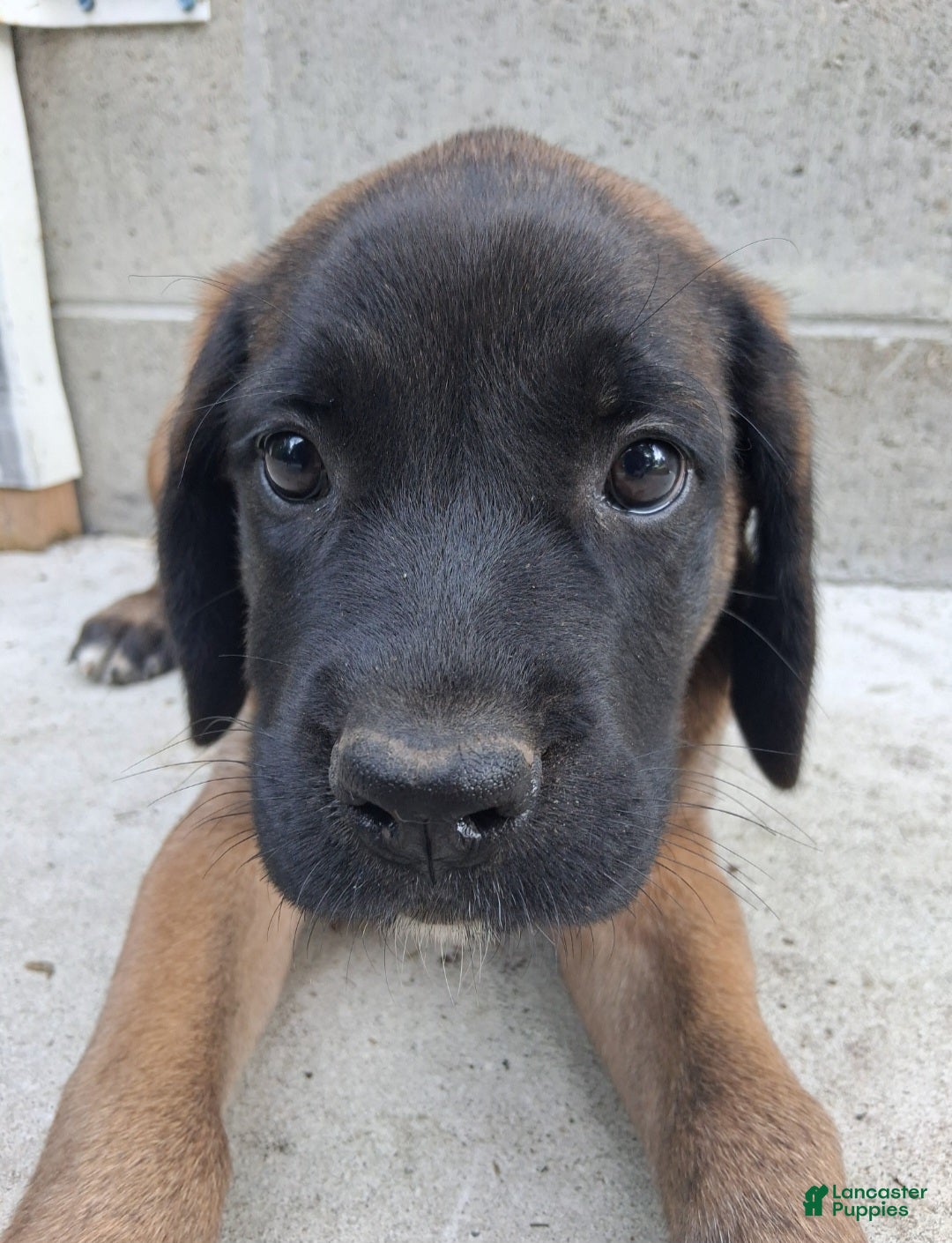 Georgia