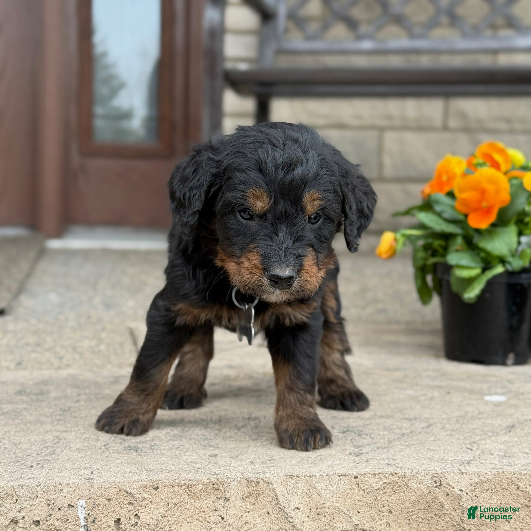 Bernedoodle dogs Bernedoodle Puppy Juno - Ad 2