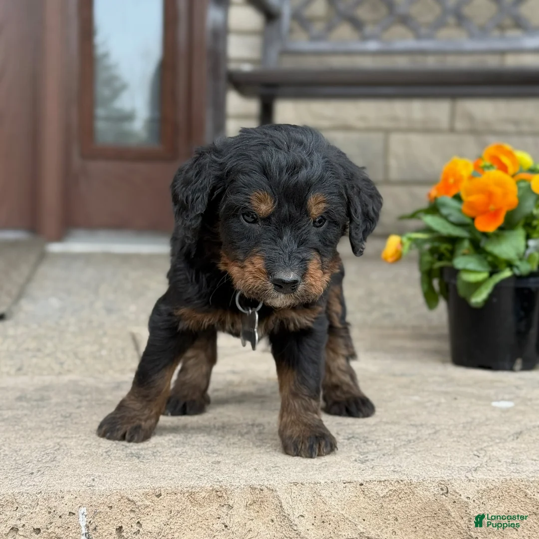 Bernedoodle dogs for sale: Bernedoodle Puppy Juno - Ad 2