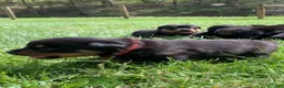 Rottweiler dogs for sale: Red Male - Ad 6