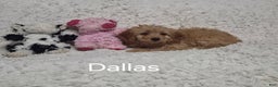 Cockapoo dogs for sale: Dallas - Ad 2