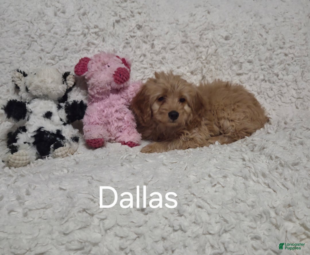 Cockapoo dogs for sale: Dallas - Ad 2