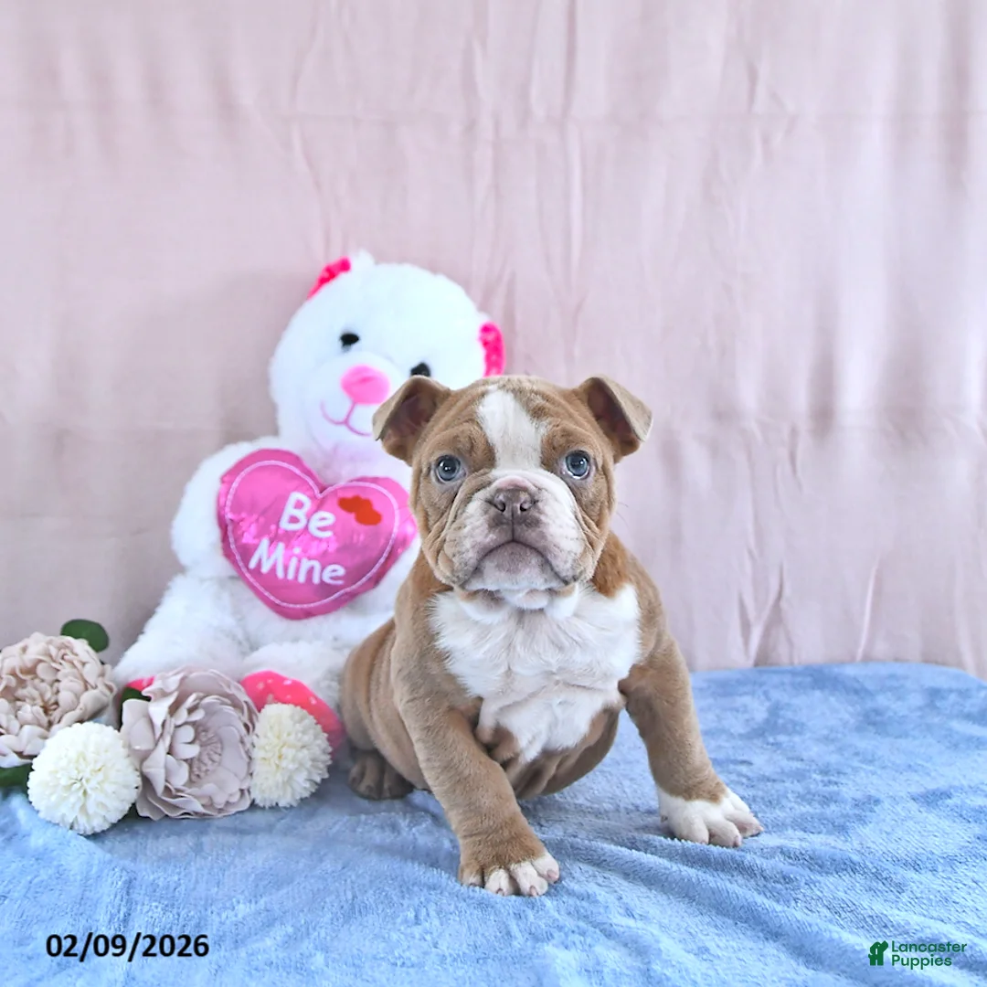 Bull Terrier dogs for sale: Winston - Ad 1