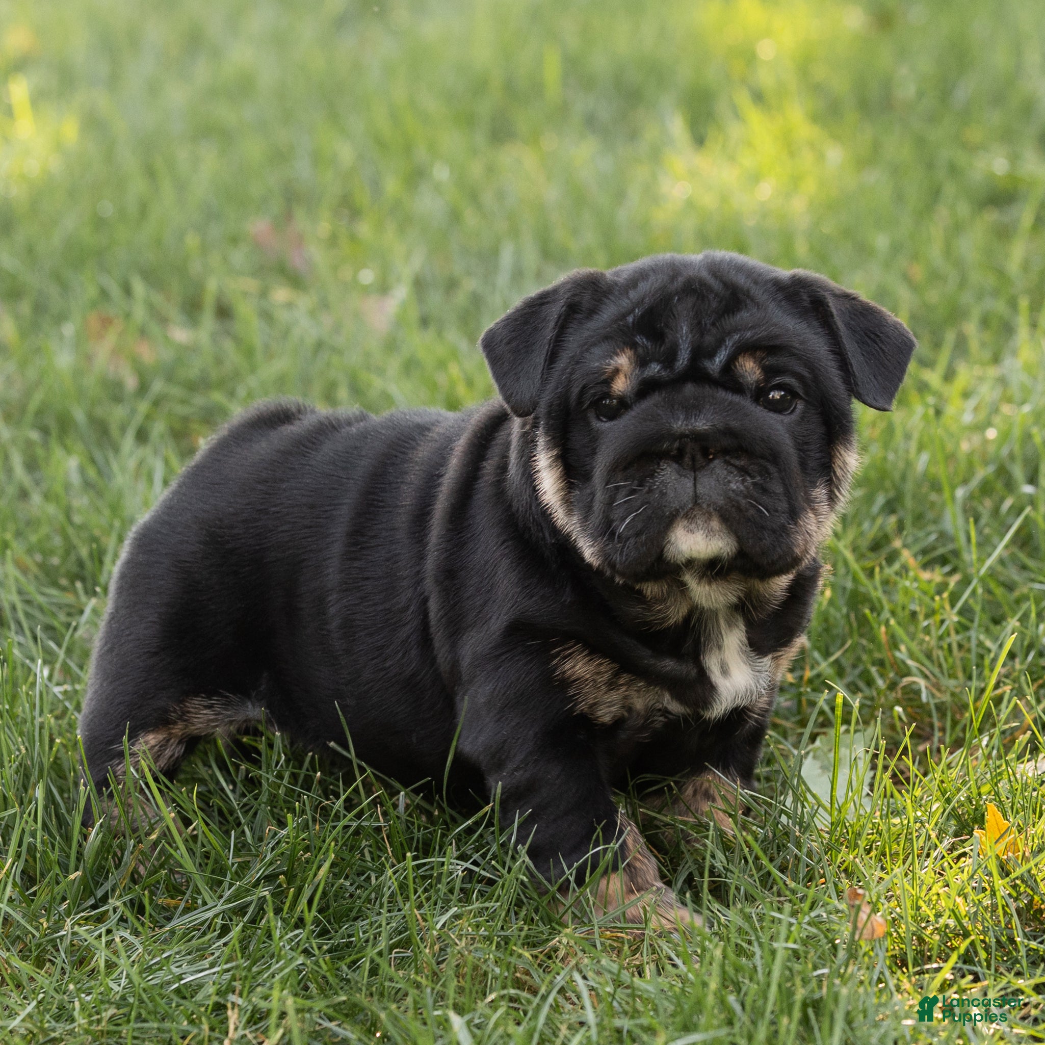 English Bulldog dogs Sabrina Jane English Bulldog  - Ad 1