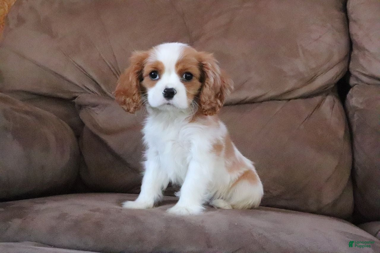 Cavalier King Charles Spaniel dogs Moon - Ad 32