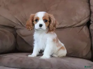 Cavalier King Charles Spaniel dogs Moon - Ad 32