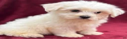 Maltese dogs for sale: Dolly - Ad 3